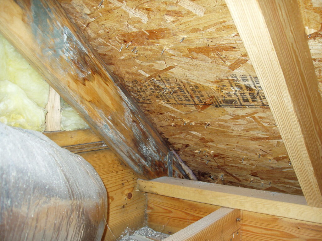 Mold Removal Services In North Houston