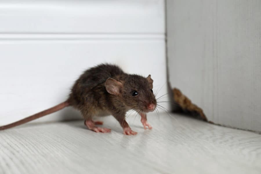 richmondkypestcontrol.com