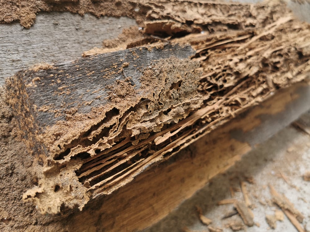 Termite Damage Repair St Tammany Parish